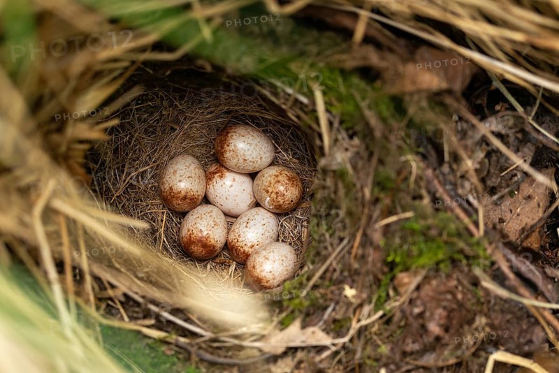 Erithacus rubecula, robin, robins, birds, breed, brood, clutch, eggs, nest, passeri, songbirds, birds