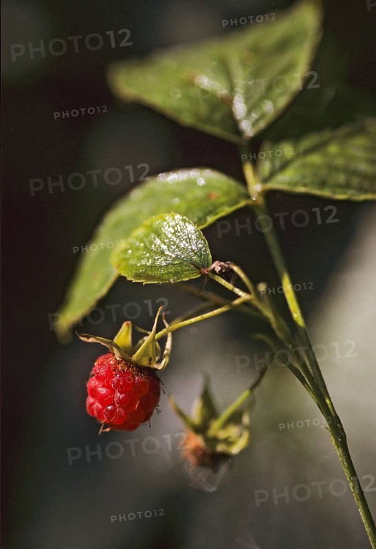Raspberry, rosaceae, rose family, rubus idaeus, berry, flora, fruit, fruits, high size, portrait format, plants, red raspberry
