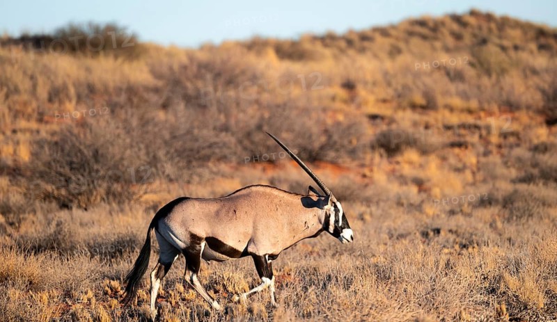 Oryx (Oryx gazella) on a sand dune, Kalahari Desert, Kgalagadi Transfrontier Park, Northern Cape, South Africa