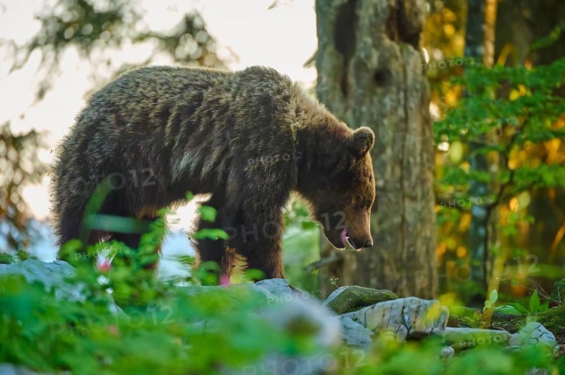 A bear in the forest in the morning light, exploring its surroundings amongst the trees and bushes, European brown bear (Ursus arctos), Slovenia