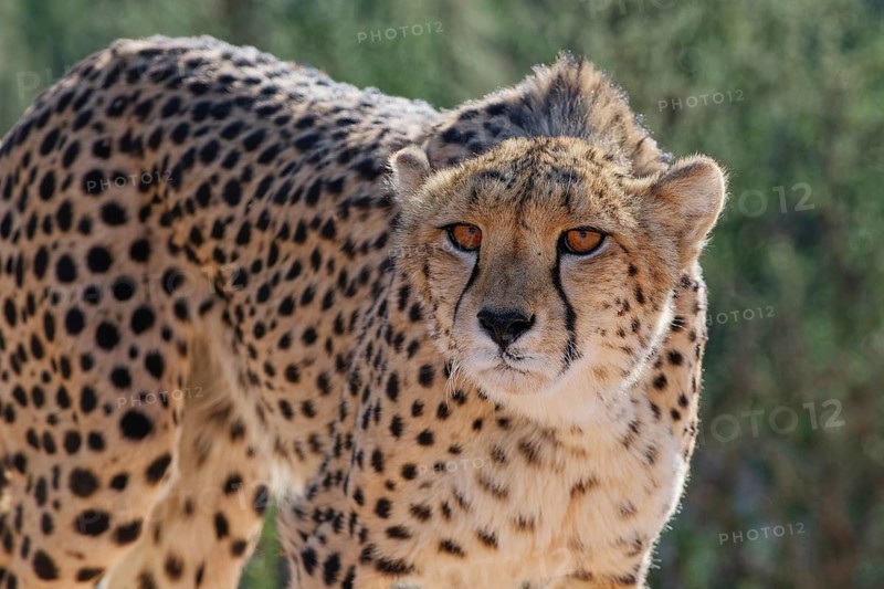 Cheetah (Acinonyx jubatus), adult, looking at the camera, alert, animal portrait, Kgalagadi Transfrontier Park, Northern Cape, South Africa