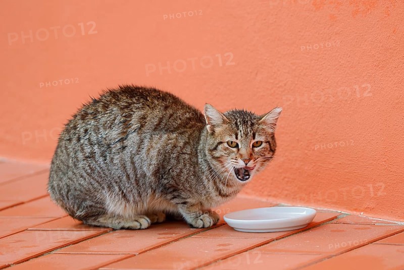 House cat sitting in front of a bowl of milk, Algarve, Portugal