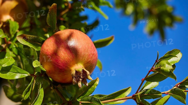 Ripe pomegranate on a tree with green leaves and blue sky, Meronas village, Amari Basin, Central Crete, Greek Islands, Greece