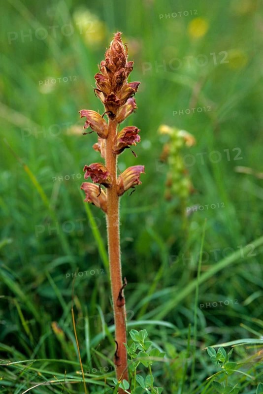 Brownroot, common broomrape, clover shrike, small summer root, orobanche minor, scrophulariaceae, flora, high size, portrait format, plants
