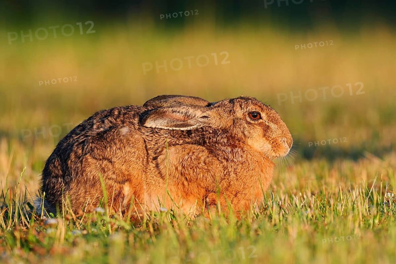 A brown hare (Lepus europaeus) sits in a meadow in the morning light, North Rhine-Westphalia, Germany