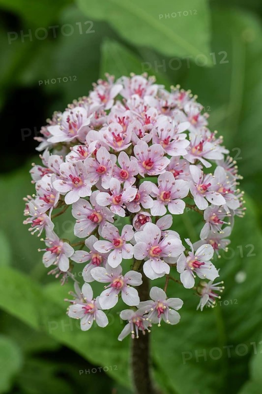 Schidblatt (Darmera peltata), flower, Emsland, Lower Saxony, Germany