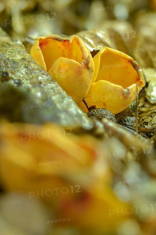 Aleuria onotica, donkey ear, otidea abietina, otidea onotica, peziza onotica, reddish earling, scodellina onotica, fungi, fungus, hare's ear, high size, portrait format, mushrooms
