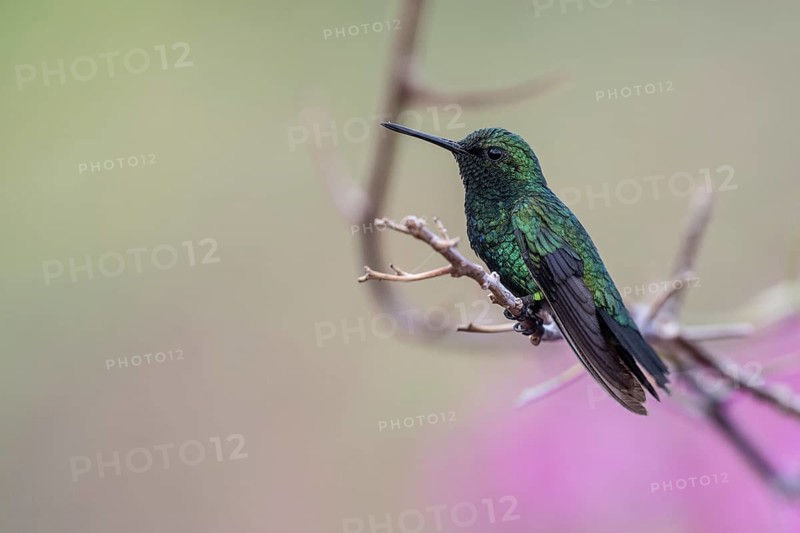Blue-tailed Emerald Hummingbird (Chlorostillbon mellisugus), Curacao