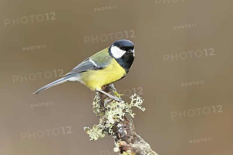 Great Tit (Parus major), sitting on a branch overgrown with moss and lichen, Wildlife, Animals, Birds, Tits, Wilnsdorf, North Rhine-Westphalia, Germany