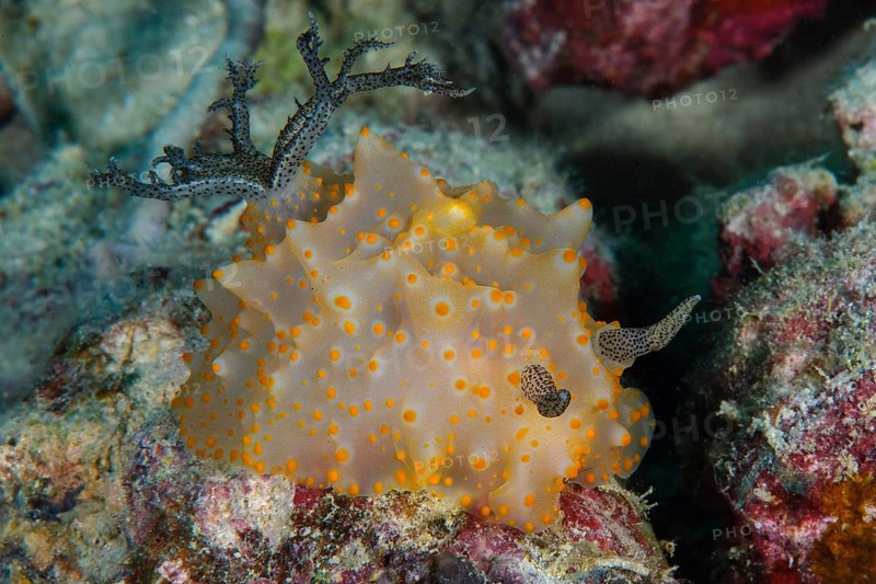 Underwater photo of Malesso humpback snail (Halgerda malesso) shell-less sea snail spreads out gills on the hind body, on the right front of the head filigree sensitive antennae, Pacific, Yap Island, Yap State, Caroline Islands, Federated States of Micronesia FSM, Australia, Oceania