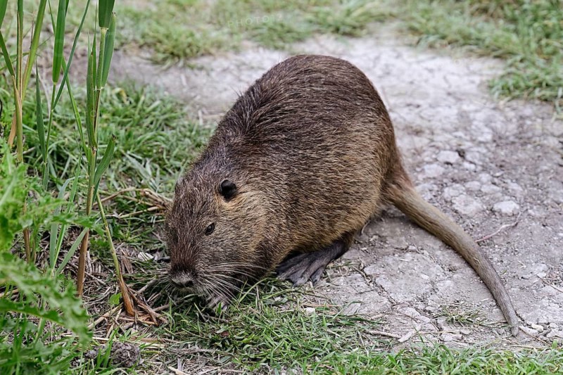 Nutria (Myocastor coypus), grazing by the side of the path, Camargue, southern France, France