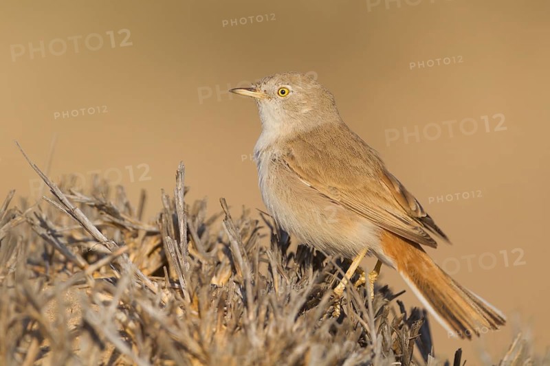 Asian Desert Warbler - Wüstengrasmücke - Sylvia nana, Oman