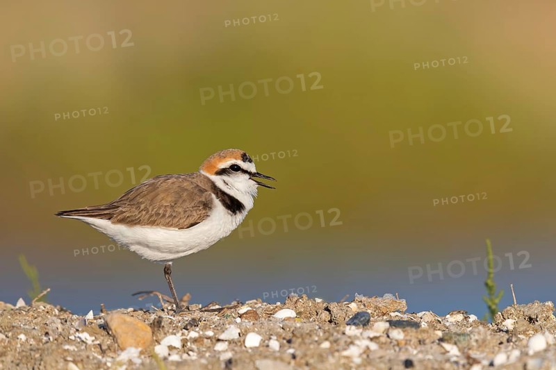 Kentish plover, Charadrius alexandrinus, Lesbos, Greece
