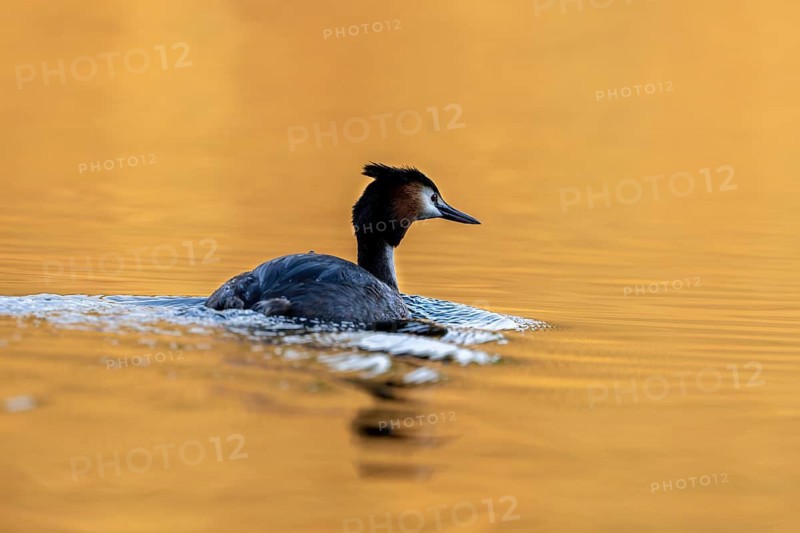 Great Crested Grebe (Podiceps Scalloped ribbonfish), Vulkaneifel, Rhineland-Palatinate, Germany