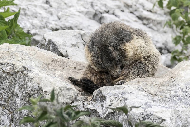 Marmot (Marmota marmota), Monte Baldo, Italy