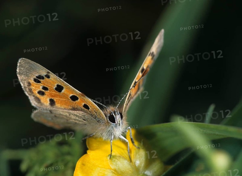 Moth, small moth, Lycaena phlaeas, small copper, butterfly, insects, butterfly, butterflies