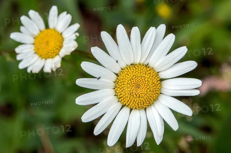 Common daisy (Leucanthemum vulgare), in bloom, close-up, Oberallgäu, Allgäu, Bavaria, Germany