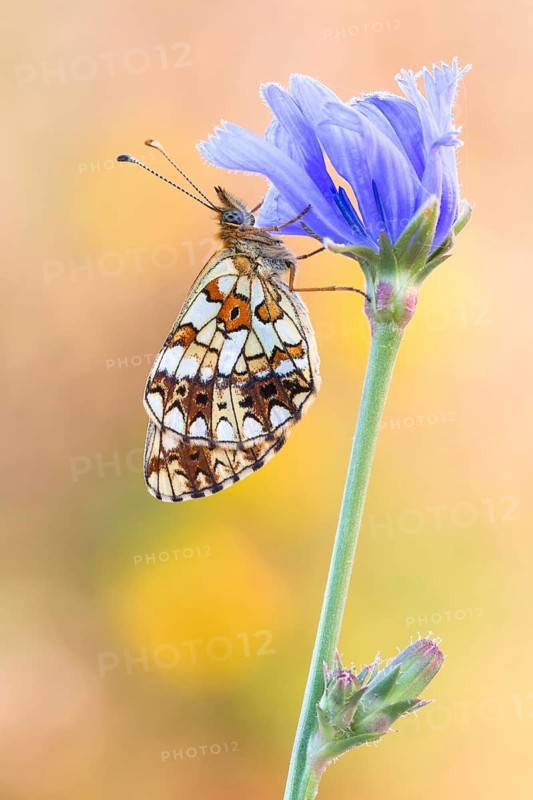 Der Sumpfwiesen-Perlmuttfalter (Boloria selene)