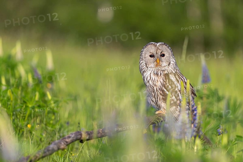 One Ural owl (Strix uralensis) sitting on a branch lying in a field of flowering lupines in late evening light