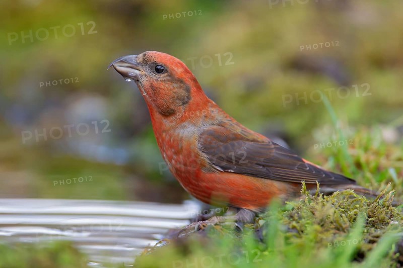 Common crossbill (Loxia curvirostra) adult male bird at a woodland water pool, Norfolk, England, United Kingdom
