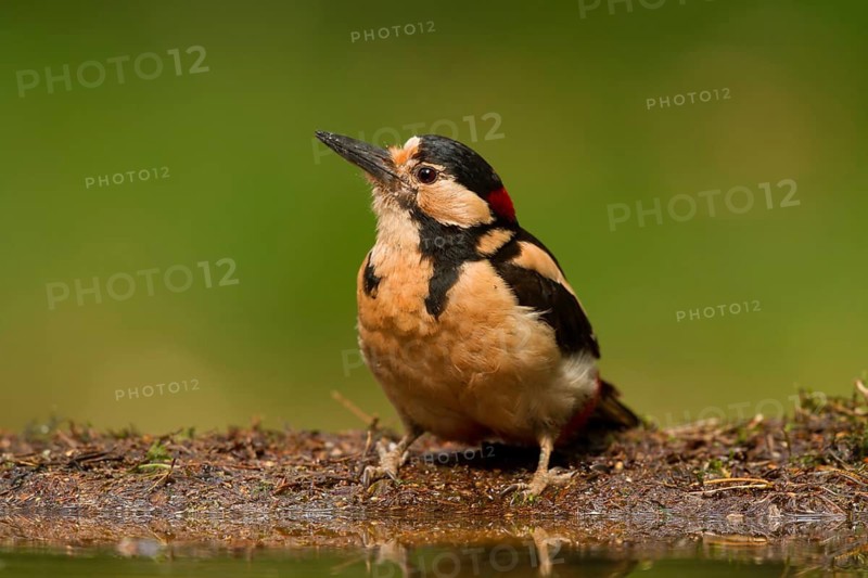 Great Spotted Woodpecker (Dendrocopos major) male, Utrecht, Netherlands