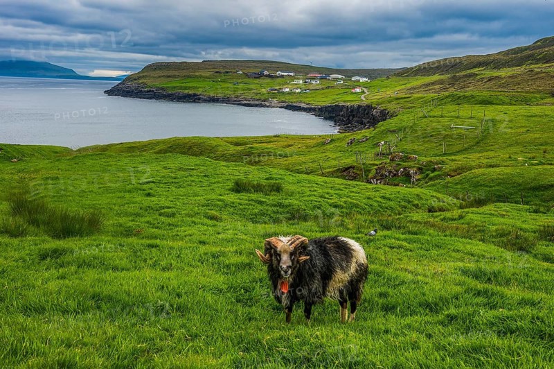 Shetland sheeps in Estuyroy, Faroe islands, Denmark