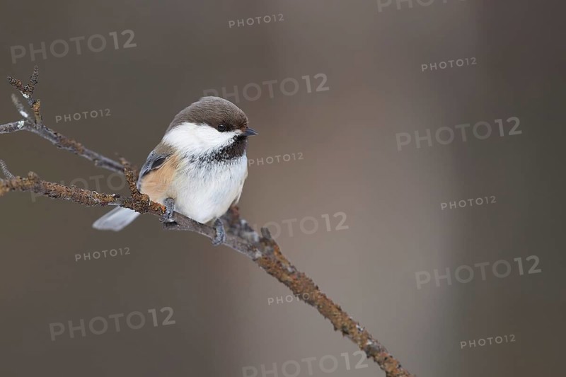Grey-headed Chickadee (Poecile cinctus lapponicus) perched on a branch, Lapland, Finland