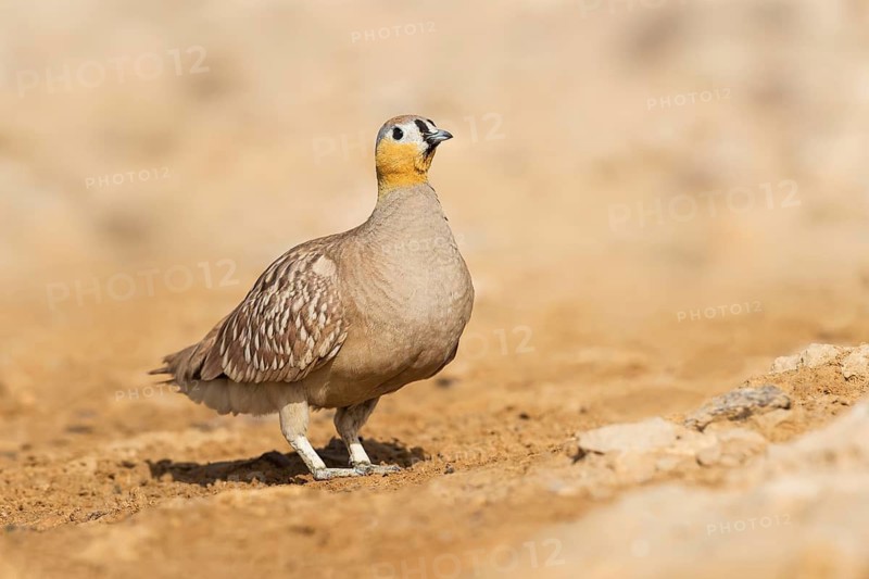 Crowned Sandgrouse (Pterocles coronatus) male, Negev, Israel