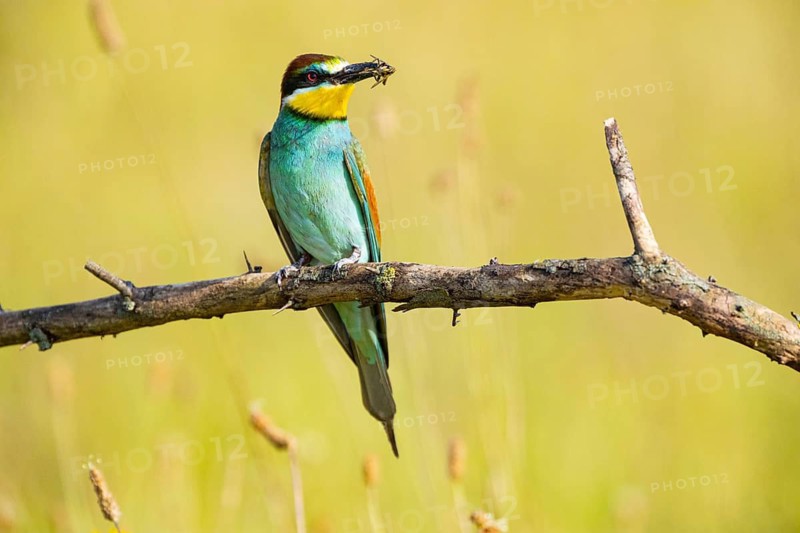 Bee-eater (Merops apiaster) Hungary, bee-eater, Hungary, sitting room, prey in the beak, Hungary