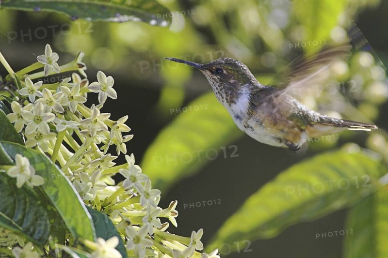 Volcano Hummingbird (Selasphorus flammula), Costa Rica