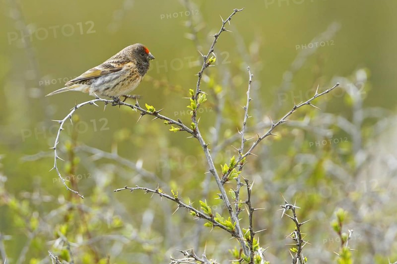 Red-fronted Serin (Serinus pusillus), Nigde, Turkey