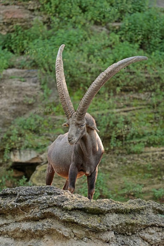 Capricorn (Capra ibex)
