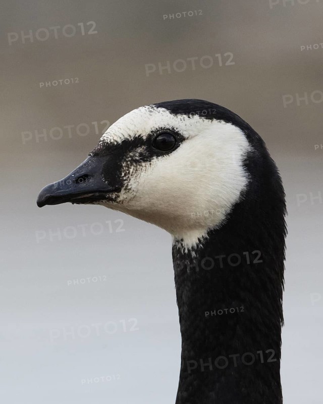 Barnacle Goose (Branta leucopsis), Schleswig-Holstein, Germany