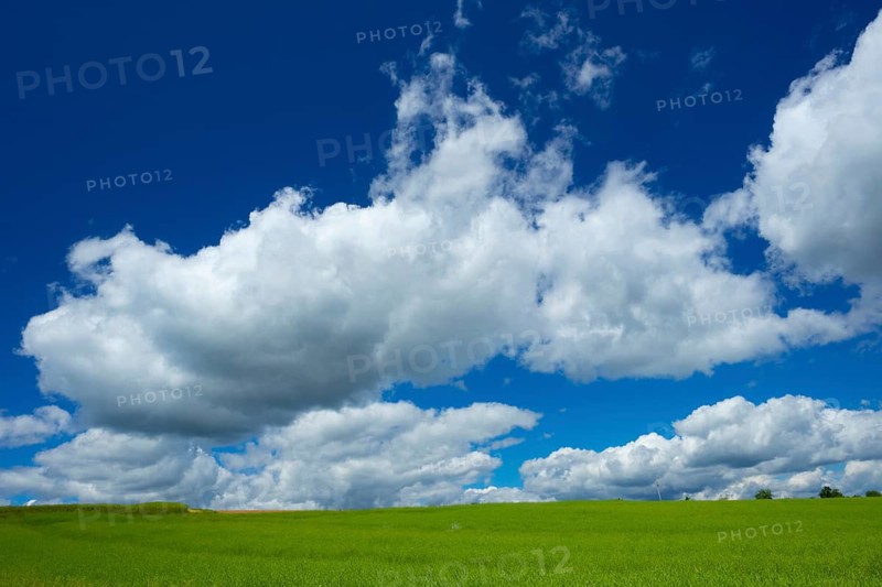 Summer landscape, field, field, blue sky, cumulus clouds, agriculture