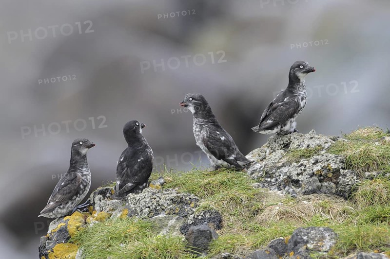 Least Auklet (Aethia pusilla), Alaska, USA