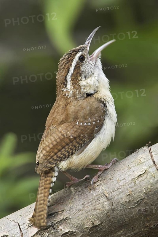 Carolina Wren (Thryothorus ludovicianus) singing, Ontario, Canada