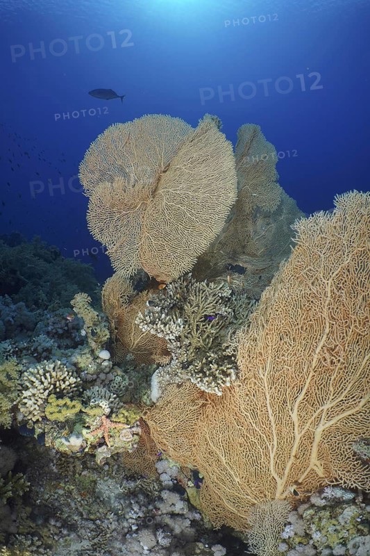 Giant fan coral (Annella mollis)