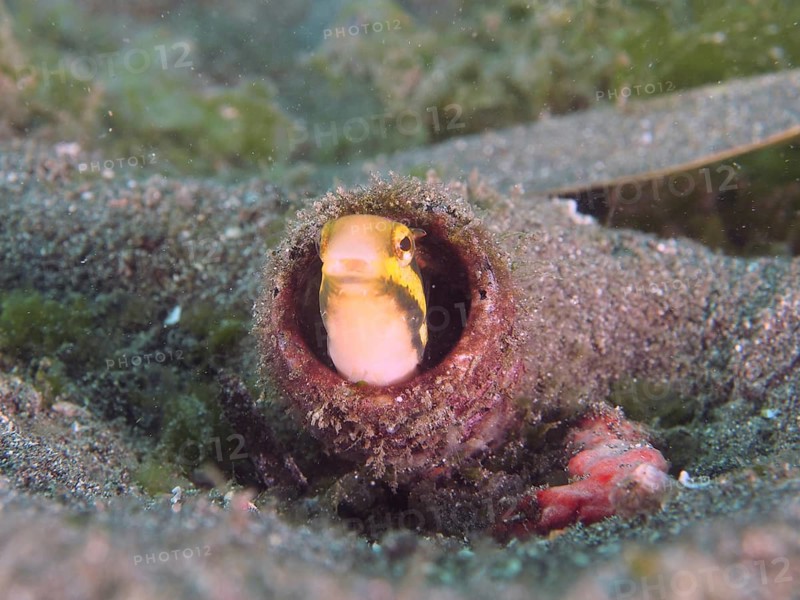 A curious fish with a yellow and black head looks out of a bottle buried in the sandy seabed, Secret Bay dive site, Gilimanuk, Bali, Indonesia