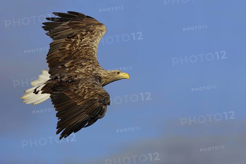 White-tailed Eagle (Haliaeetus albicilla) flying, Mecklenburg-Western Pomerania, Germany