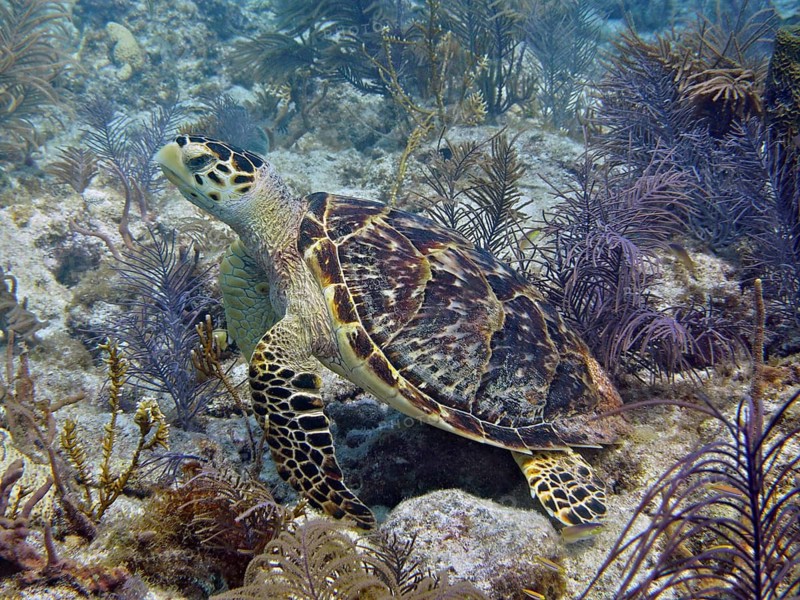 A hawksbill sea turtle (Eretmochelys imbricata imbricata) rests amongst coral and seaweed in a colourful reef environment, at the John Pennekamp Coral Reef State Park dive site, Key Largo, Florida Keys, Florida, USA