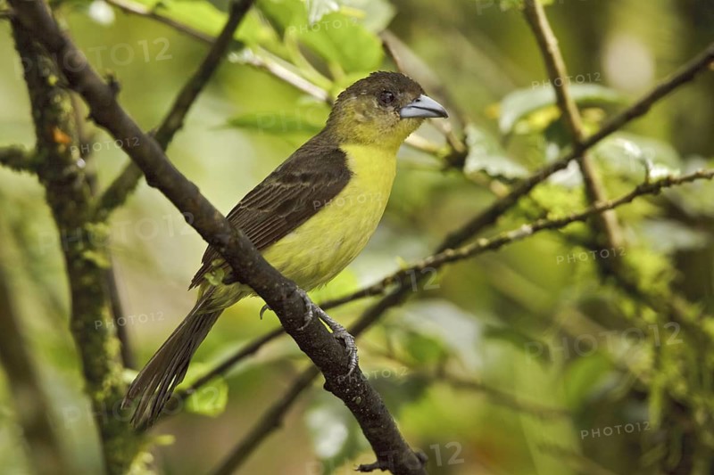 Lemon-rumped Tanager (Ramphocelus icteronotus) female, Ecuador