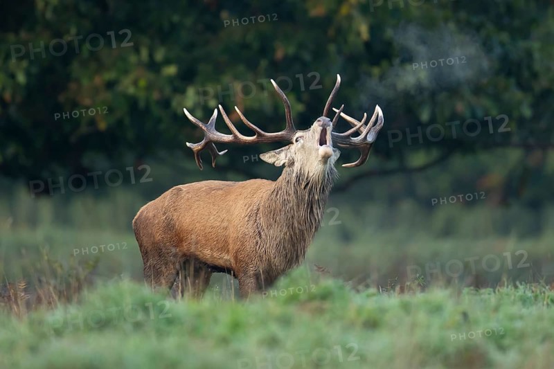 Red deer (Cervus elaphus) adult male stag bellowing during the rutting season in autumn, England, United Kingdom