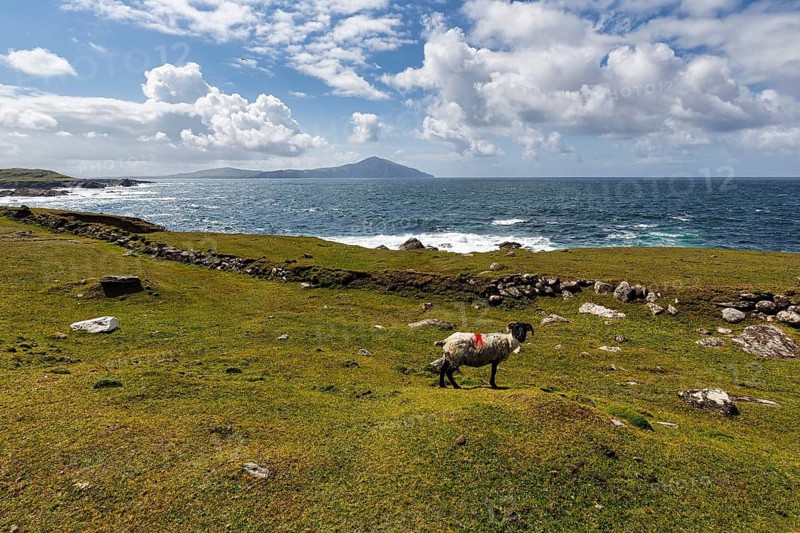 Sheep (Ovis aries) with black head and horns in a meadow, coastline, panoramic Atlantic Drive, southern Achill Island, Mayo, Wild Atlantic Way, Atlantic Ocean, Ireland