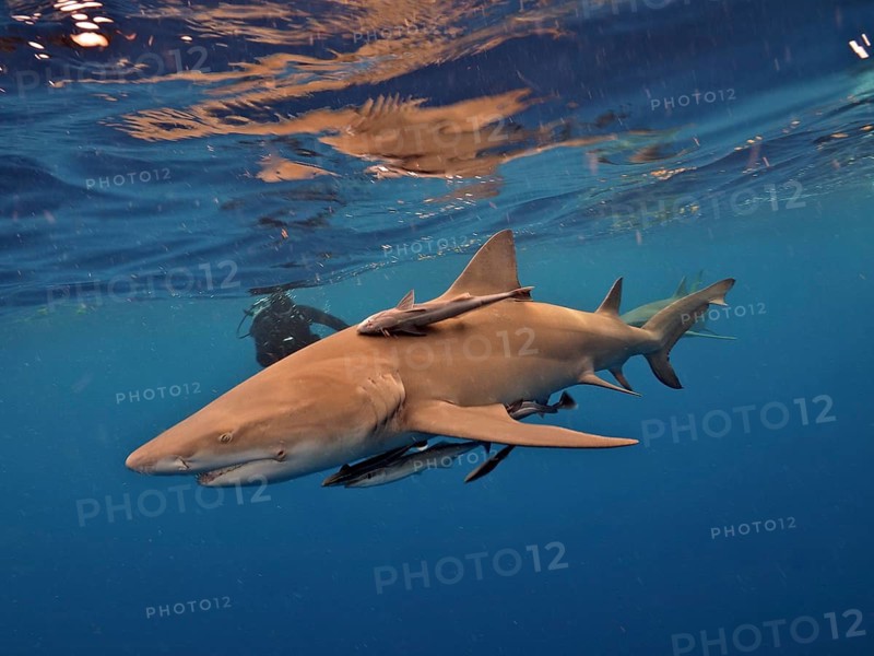 Lemon shark (Negaprion brevirostris)