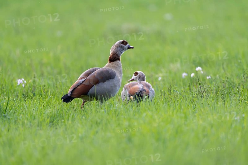 Egyptian goose (Alopochen aegyptiaca), Vulkaneifel, Rhineland-Palatinate, Germany