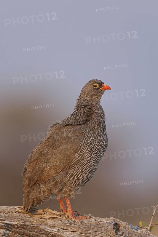 Red-billed Spurfowl (Pternistis adspersus), Oshikoto, Namibia