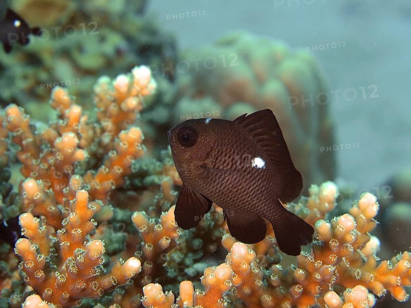 Three-spotted damselfish (Dascyllus trimaculatus)