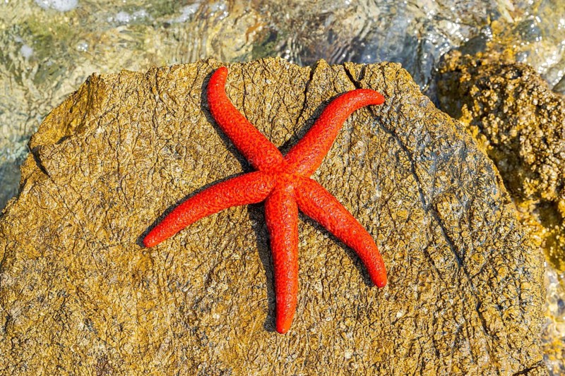 Red Starfish (Echinaster sepositus) lying on a rock next to the water in the bay of Ustrine on the island cres on a sunny day, Croatia