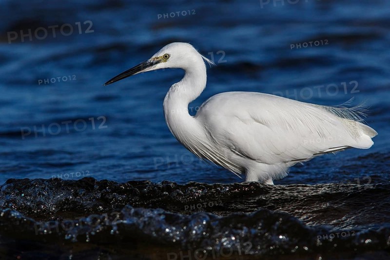 Little Egret (Egretta garzetta) fishing on sea, Asturias, Spain