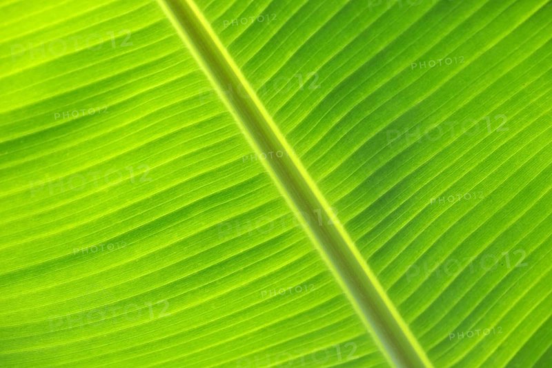 Banana leaf against the light, close-up, Madeira, Portugal